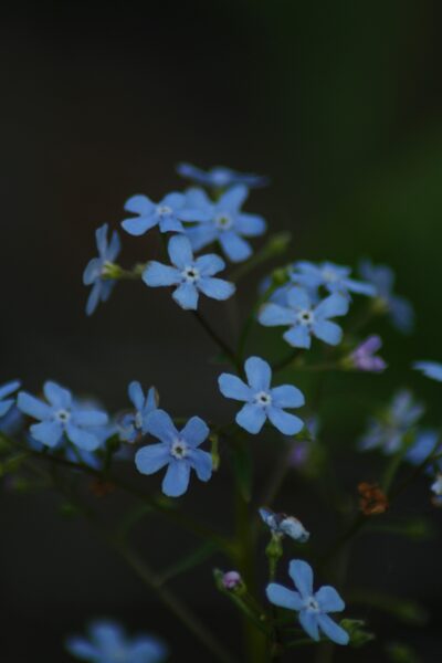 Postcard "Forget-Me-Not"